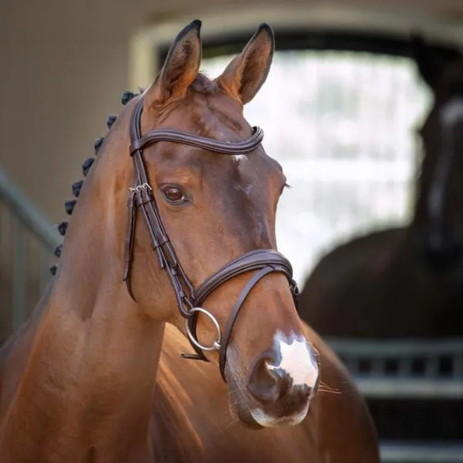 Shires Velociti Lusso Padded Raised Flash Bridle Havana