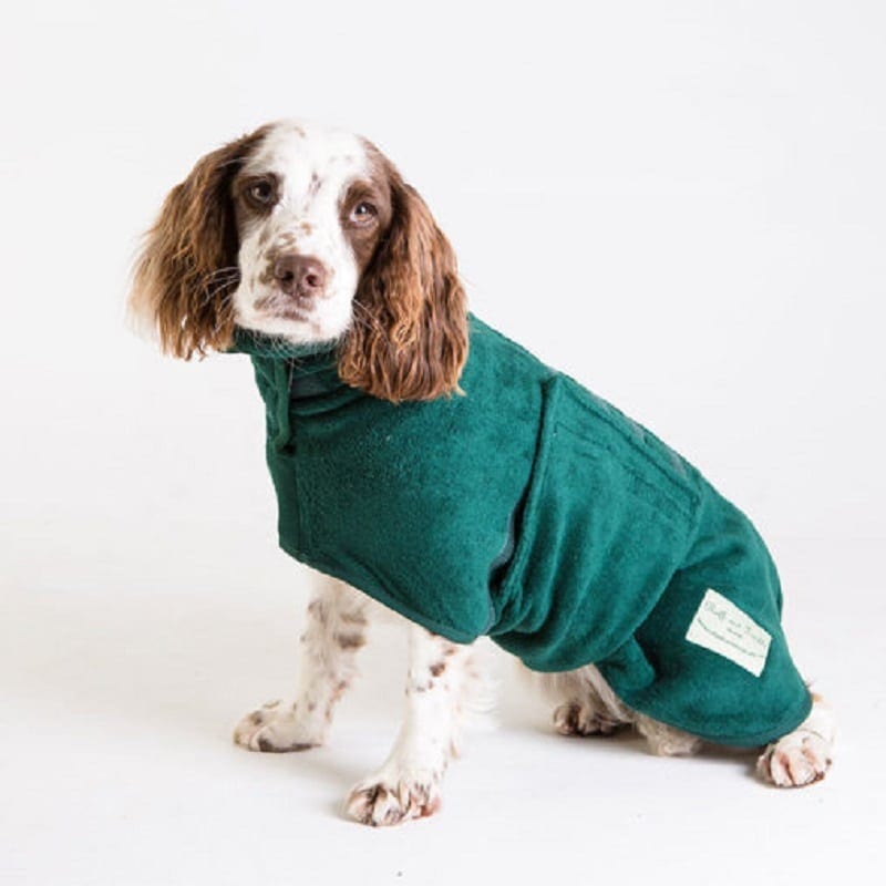 springer spaniel drying coat