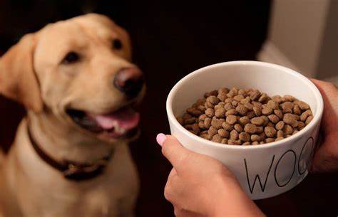 Dog Food Brands