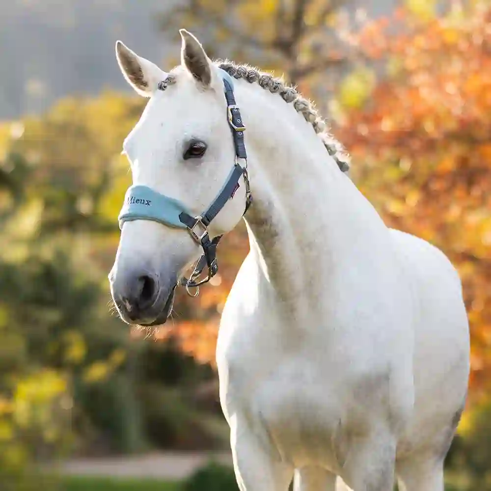 LeMieux Glacier & Petrol 5