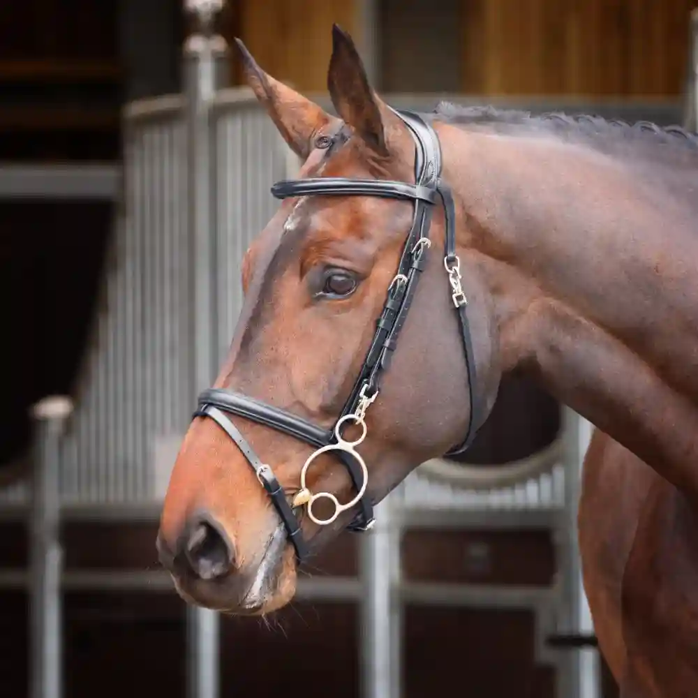 Shires Velociti Rapida Training Bridle Black