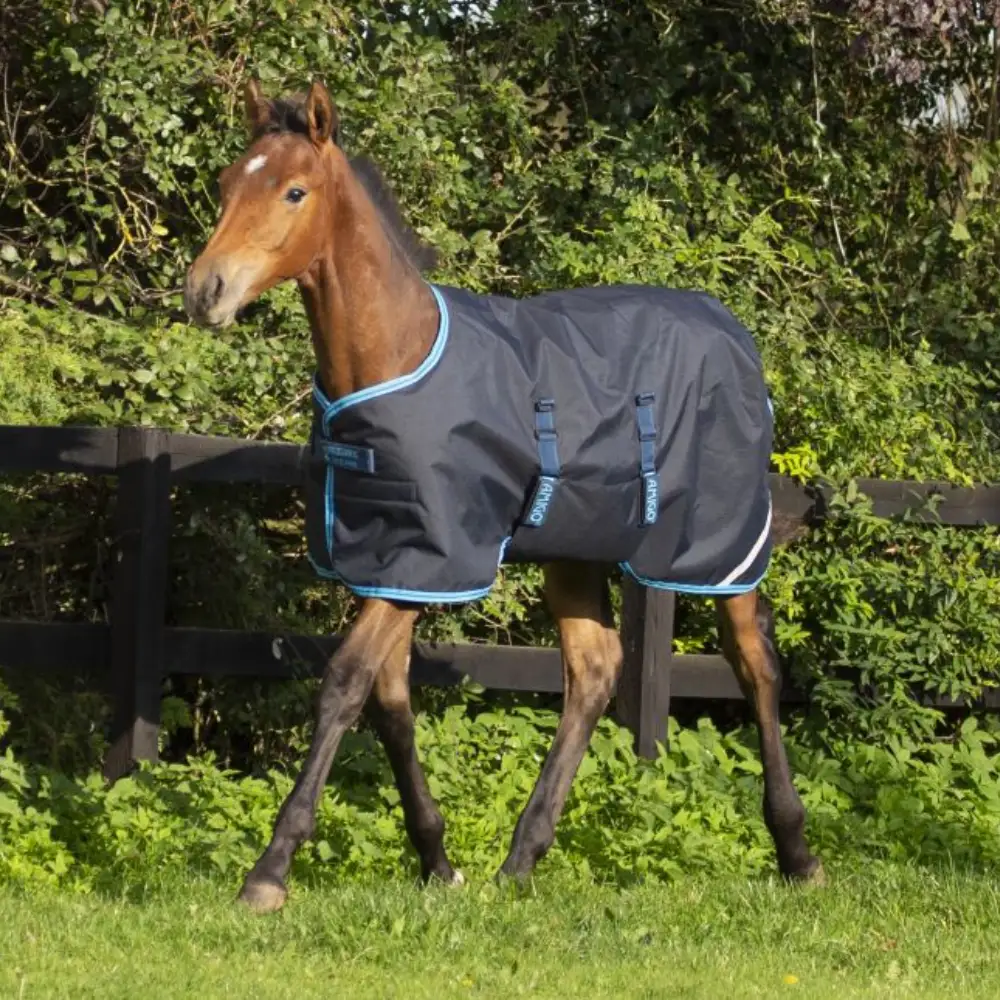 Amigo Ripstop Foal Turnout Rug 200G  Navy Electric Blue