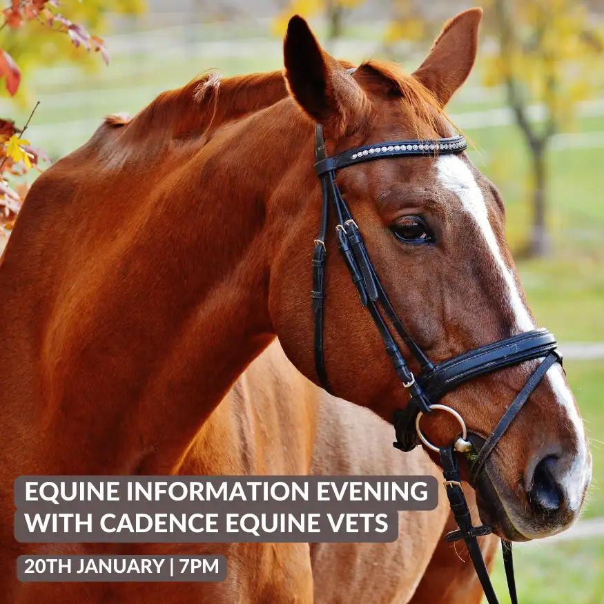 Wadswick Equine Information Evening with Cadence Equine Vets - 20th January 2025.