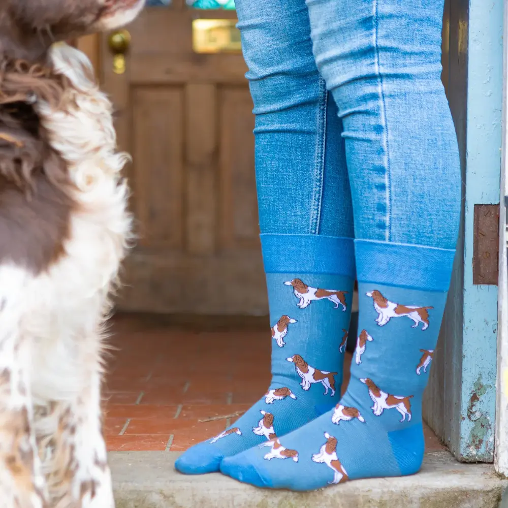 spaniel 2