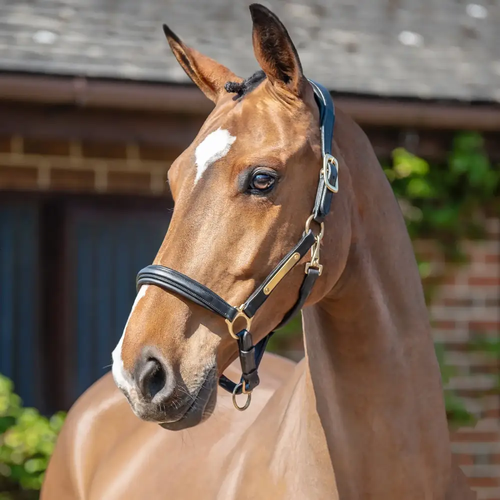 Henry James Comfort 3D Headcollar Black