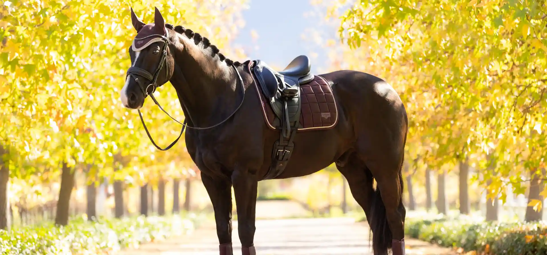 LeMieux Damson - Slider