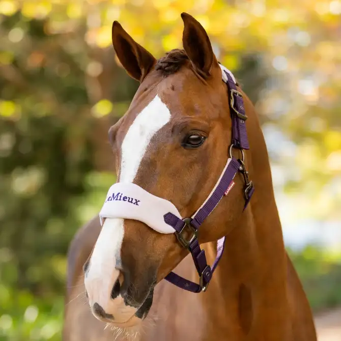 LeMieux Vogue Headcollar & Leadrope Juniper (2) LeMieux Vogue Headcollar & Leadrope Juniper (2)