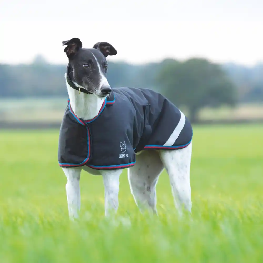 Shires Digby & Fox Waterproof Greyhound Coat Black