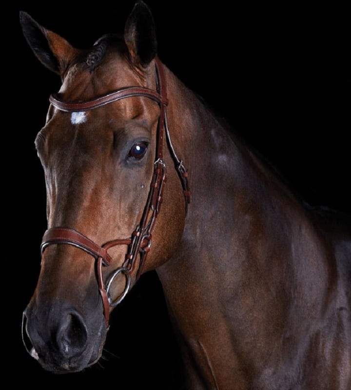 Collegiate Comfitec Training Bridle