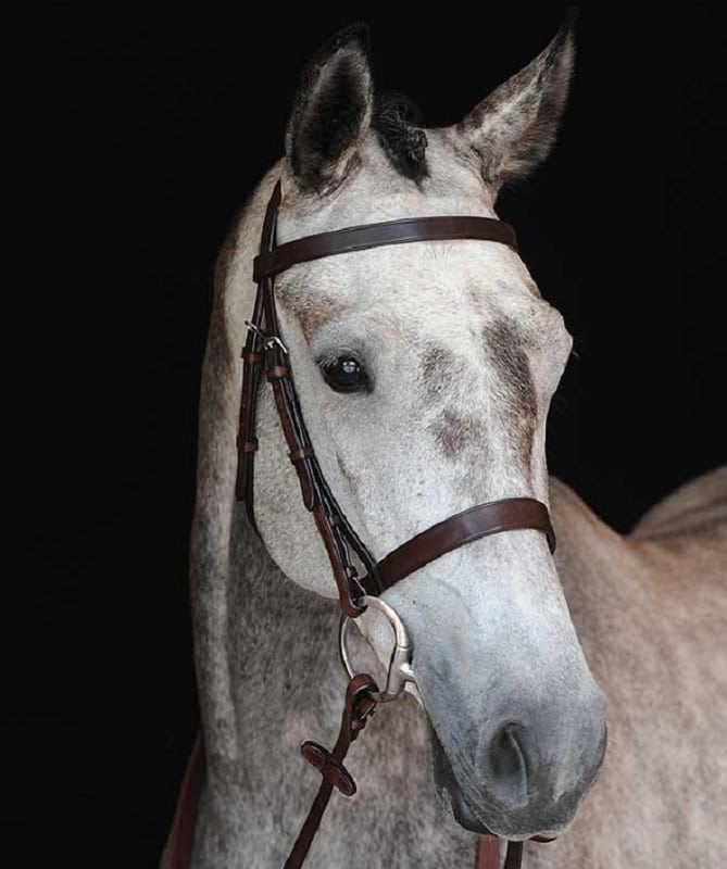Collegiate Hunt Cavesson Bridle IV
