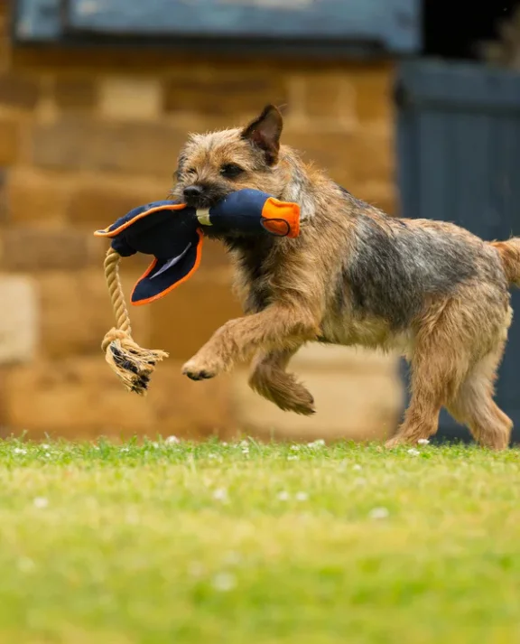 Dog Toys Category Home Page Image